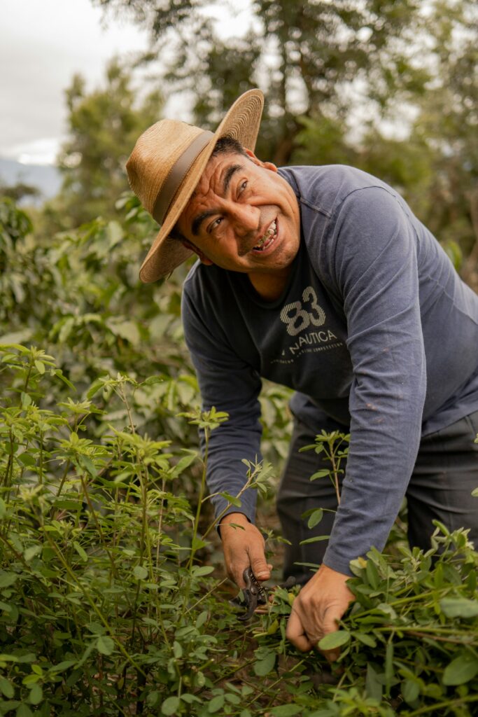 From Farm to Cup: The Journey of Coffee Beans Smiling coffee farmer harvesting ripe coffee cherries for premium coffee beans